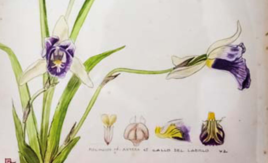 orquídea