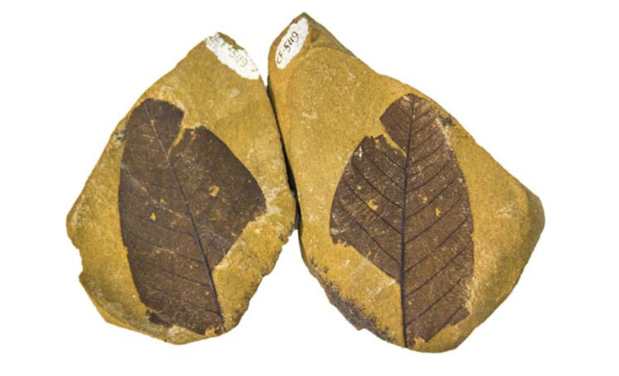 Dos piedras de tonalidad amarilla con una forma semejante a rombos, contienen el fósil de la hoja de la familia Moraceae.