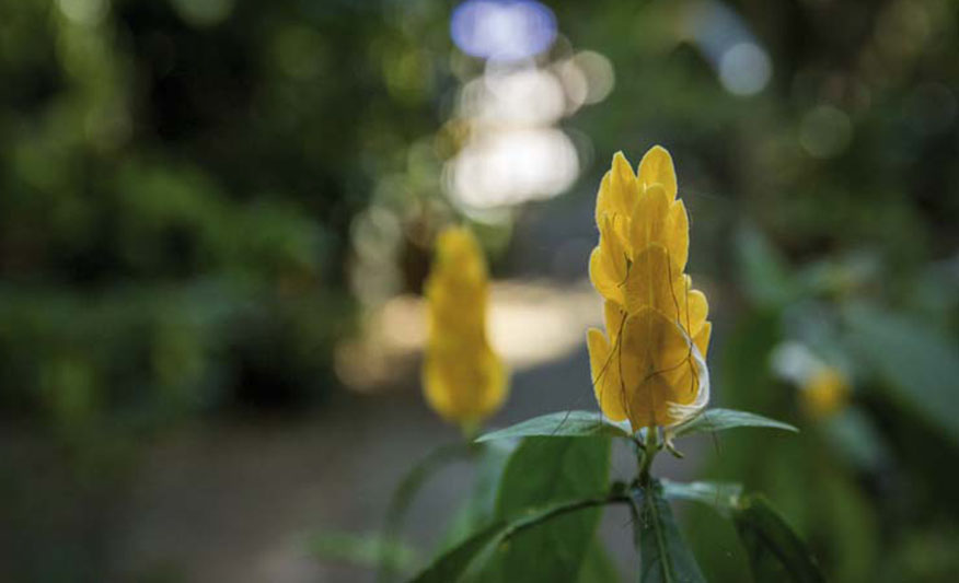 Flor de Pachystachys lutea, comúnmente conocida como “Camarón”. Es de pétalos amarillos que crecen en una dirección totalmente vertical