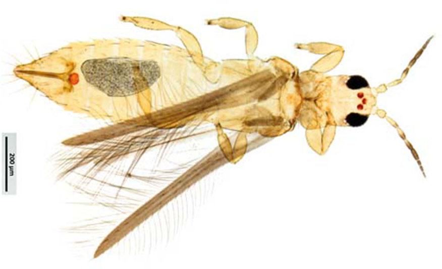 Insecto del orden Thysanoptera visto a contraluz con una luz muy fuerte para poder apreciar el detalle. Tiene 6 patas (3 de cada lado), dos alas largas, antenas y una forma alargada y segmentada en 3 bloques: cabeza, tórax y abdomen. Es de color amarillo muy claro